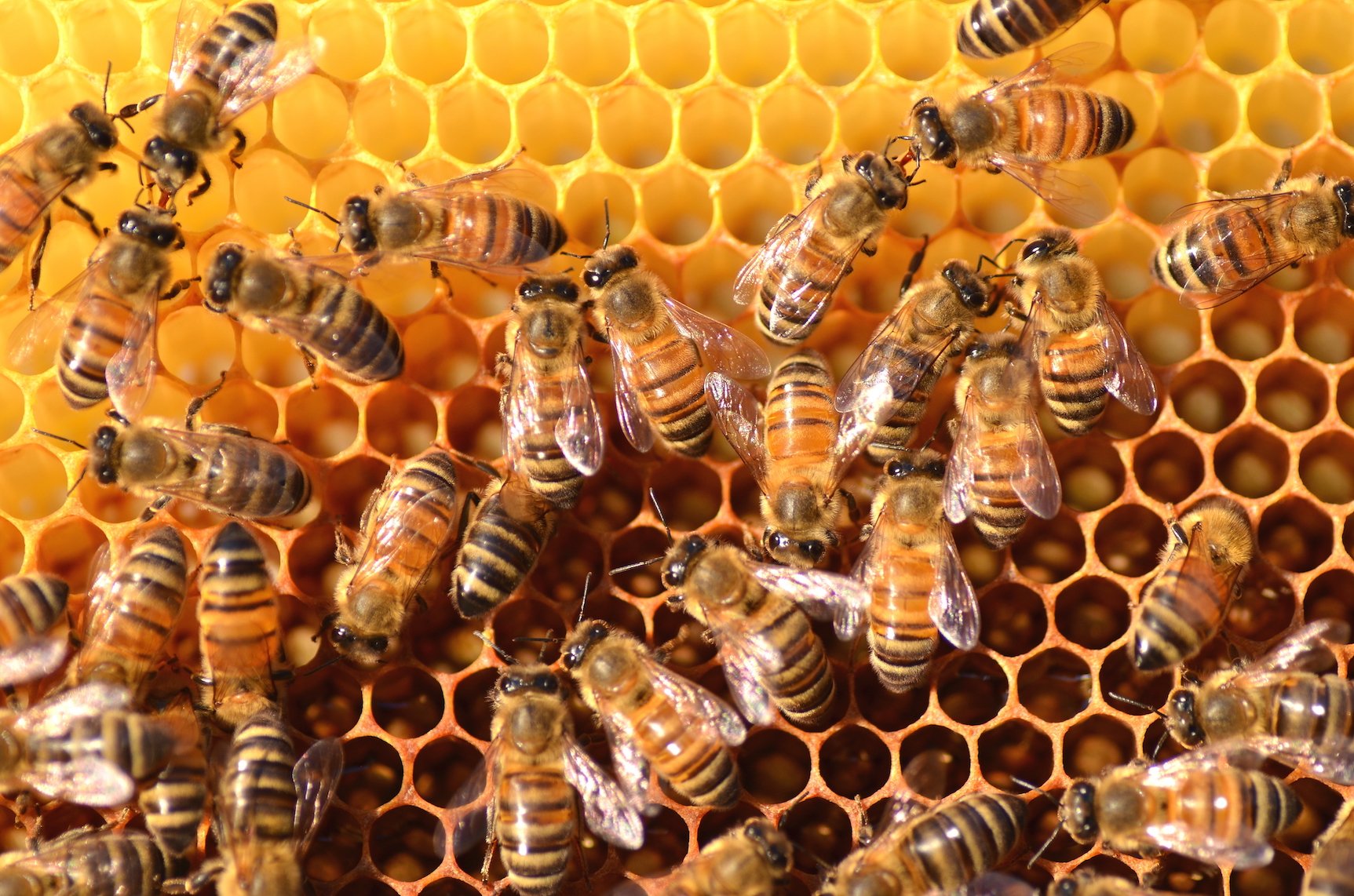 Even hive-bound bees get handicapped by pesticides