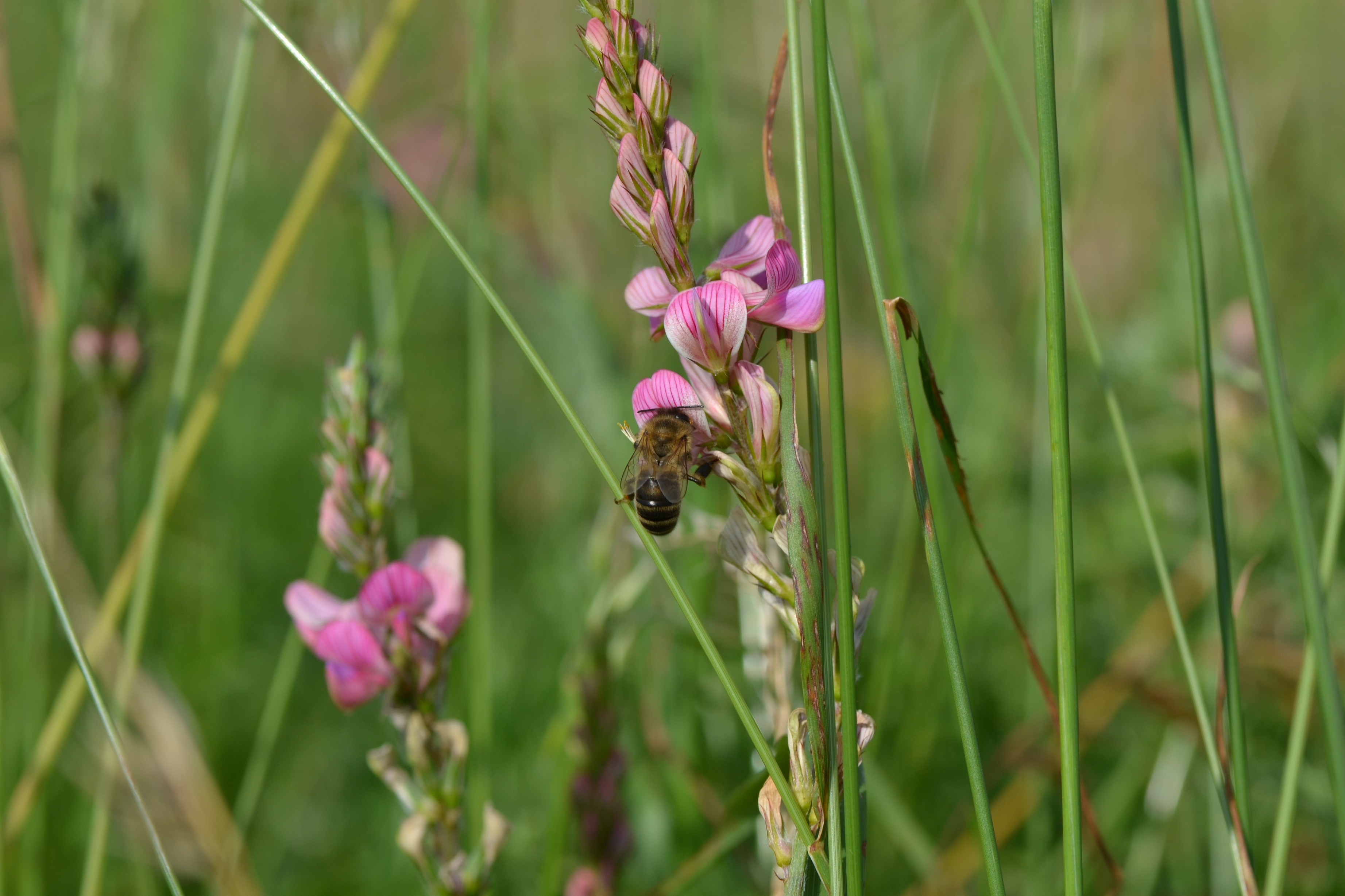 Droughts found to be a growing threat for bee populations