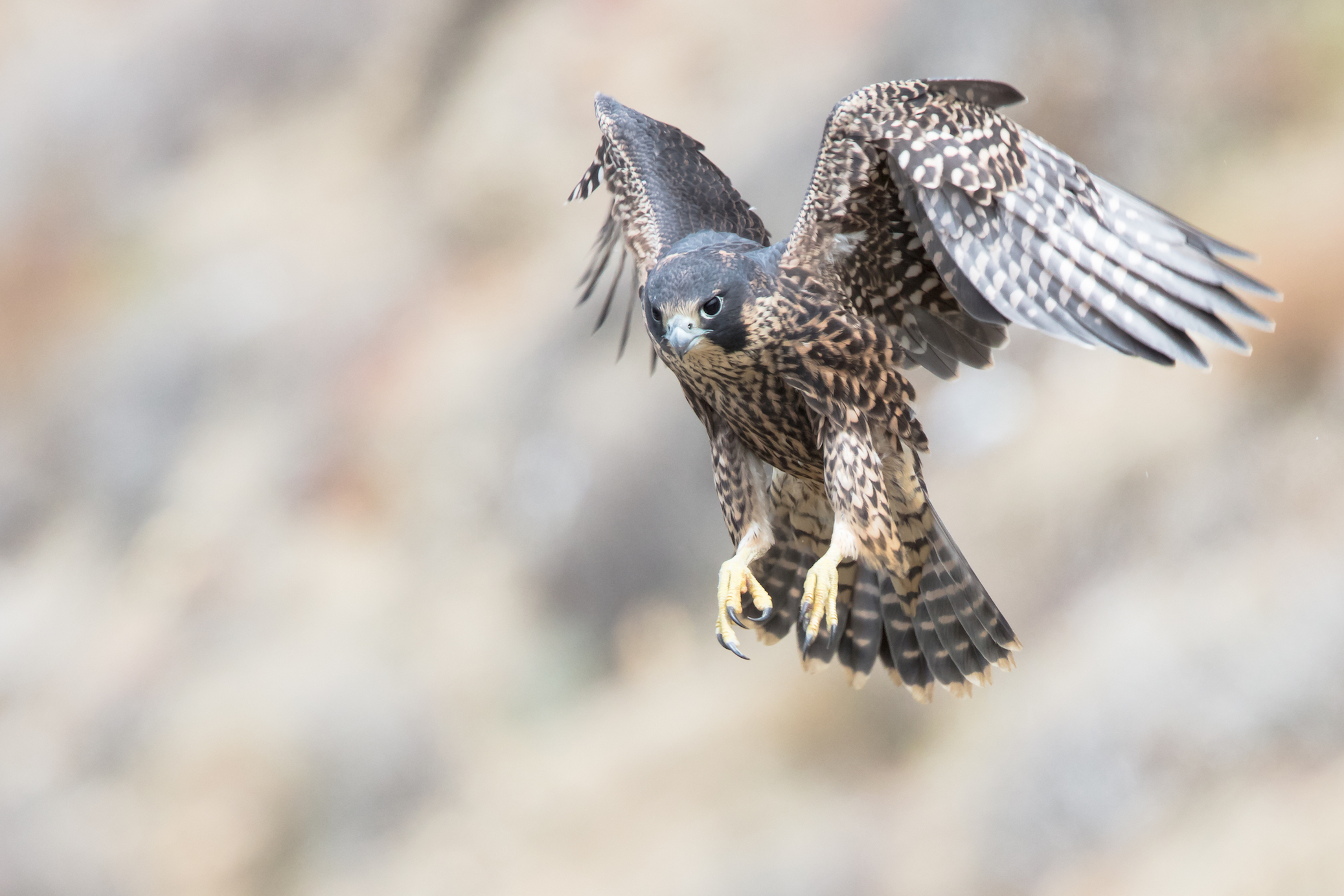 Peregrine falcons employ speed and strategy to capture agile prey