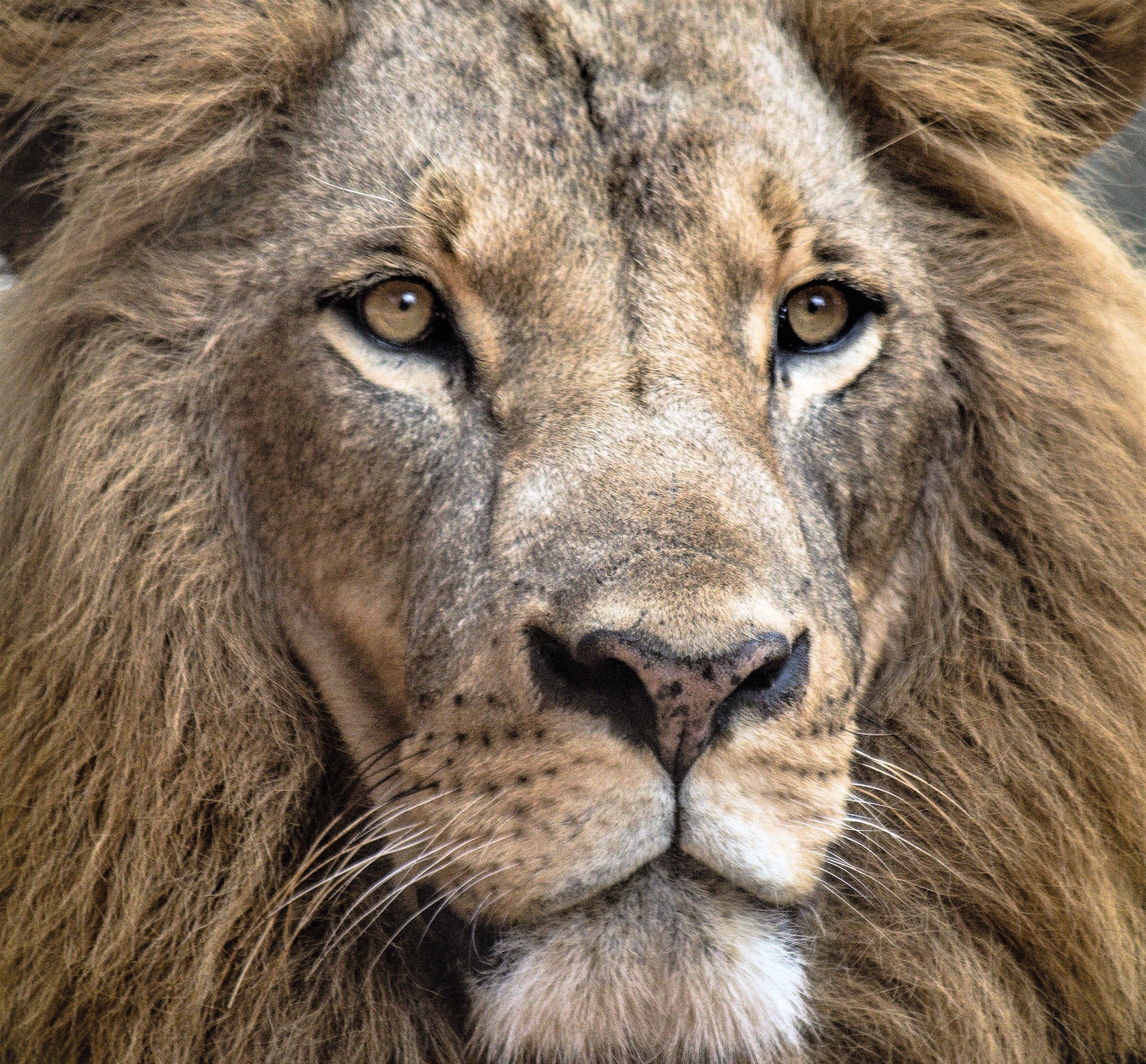 Charismatic animals that appear on TV struggle with conservation