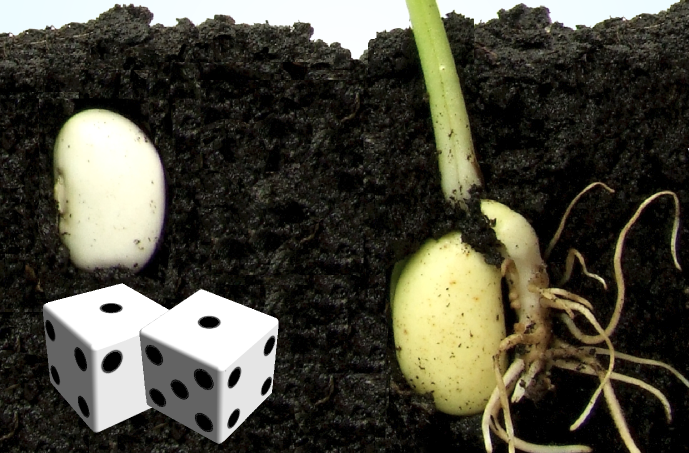 Plants have their seeds germinate at different times