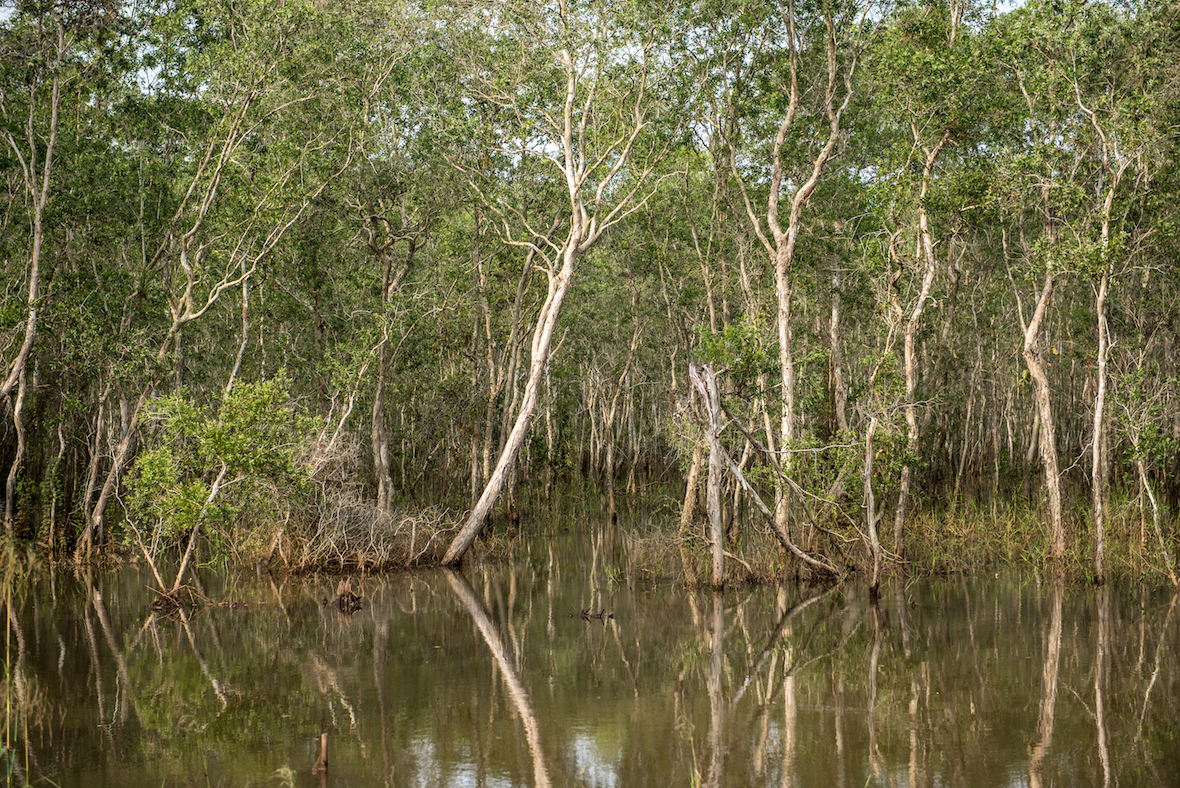 Global warming found to be the main driver of peatland formation