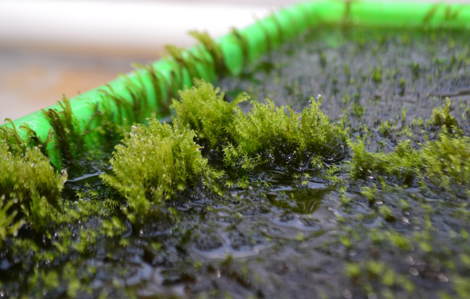 This aquatic moss quickly removes arsenic from water