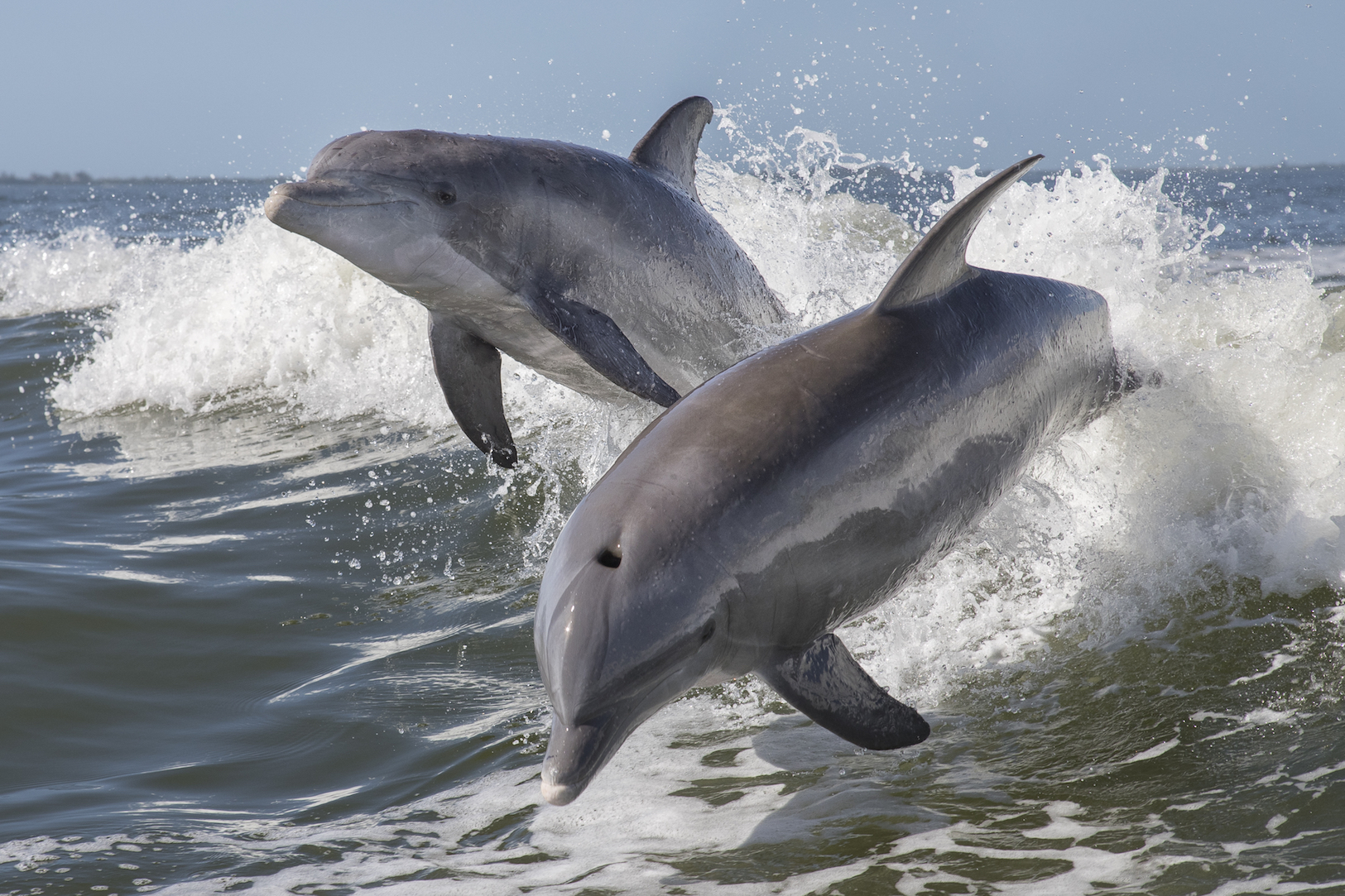 Bottlenose dolphins in Canadian Pacific waters for the first time