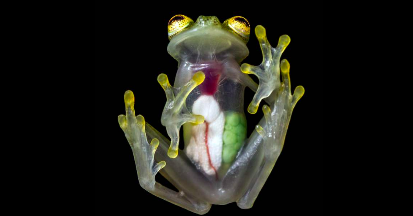 Transparent skin of glass frogs reveals eggs waiting to be hatched