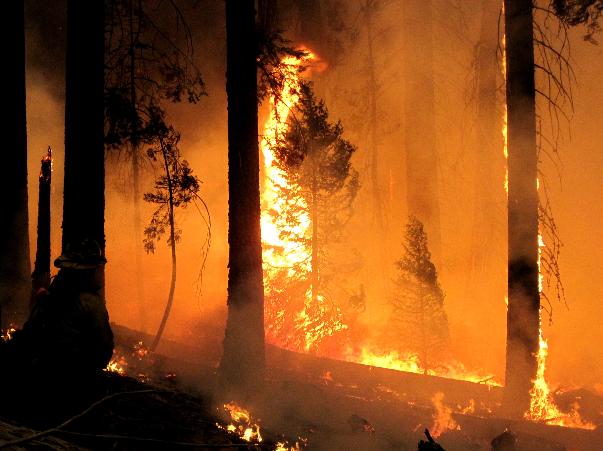 Wildfires thinning forests, saving billions of gallons of water