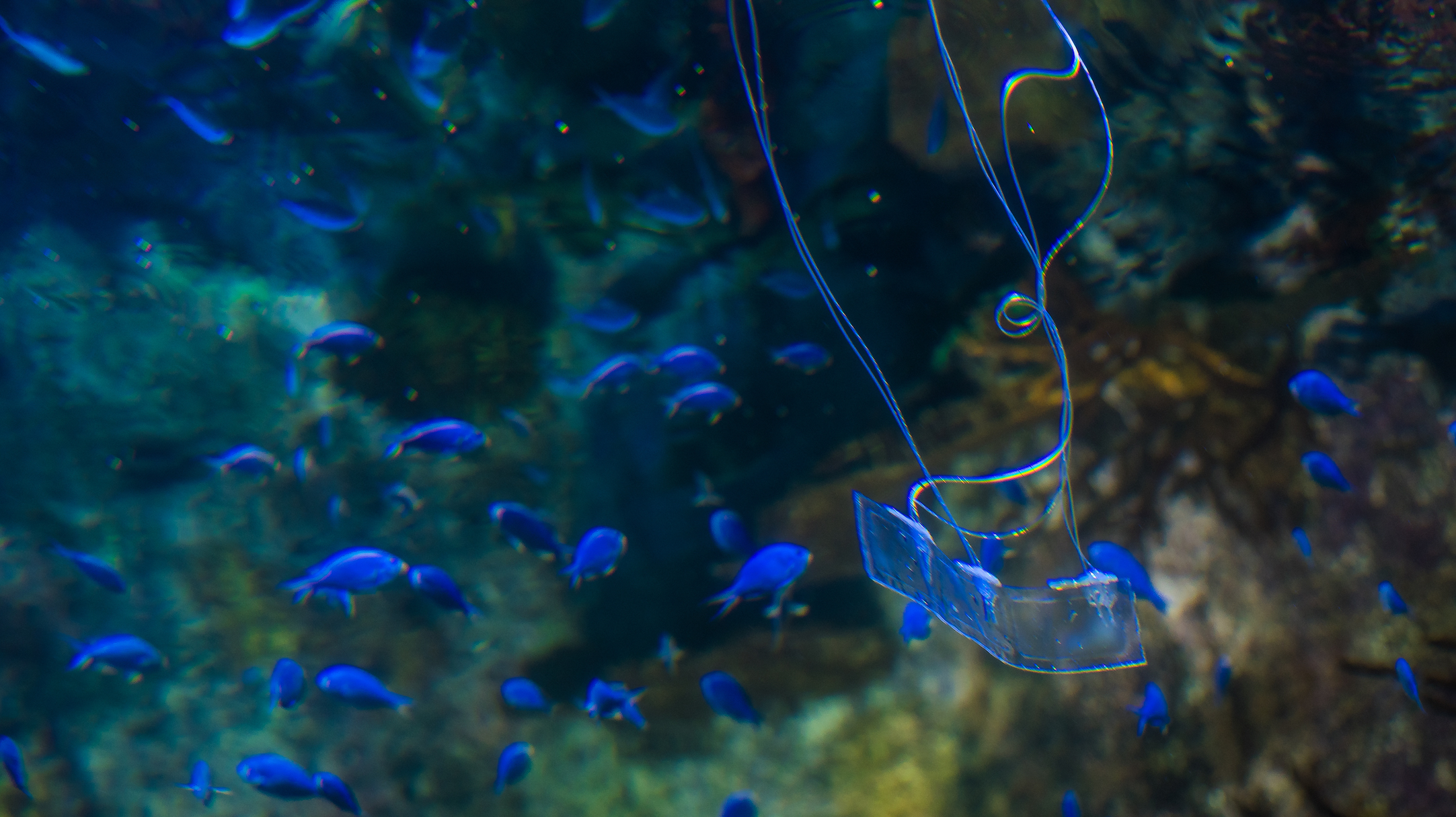 New eel-like robot moves silently and blends into environment
