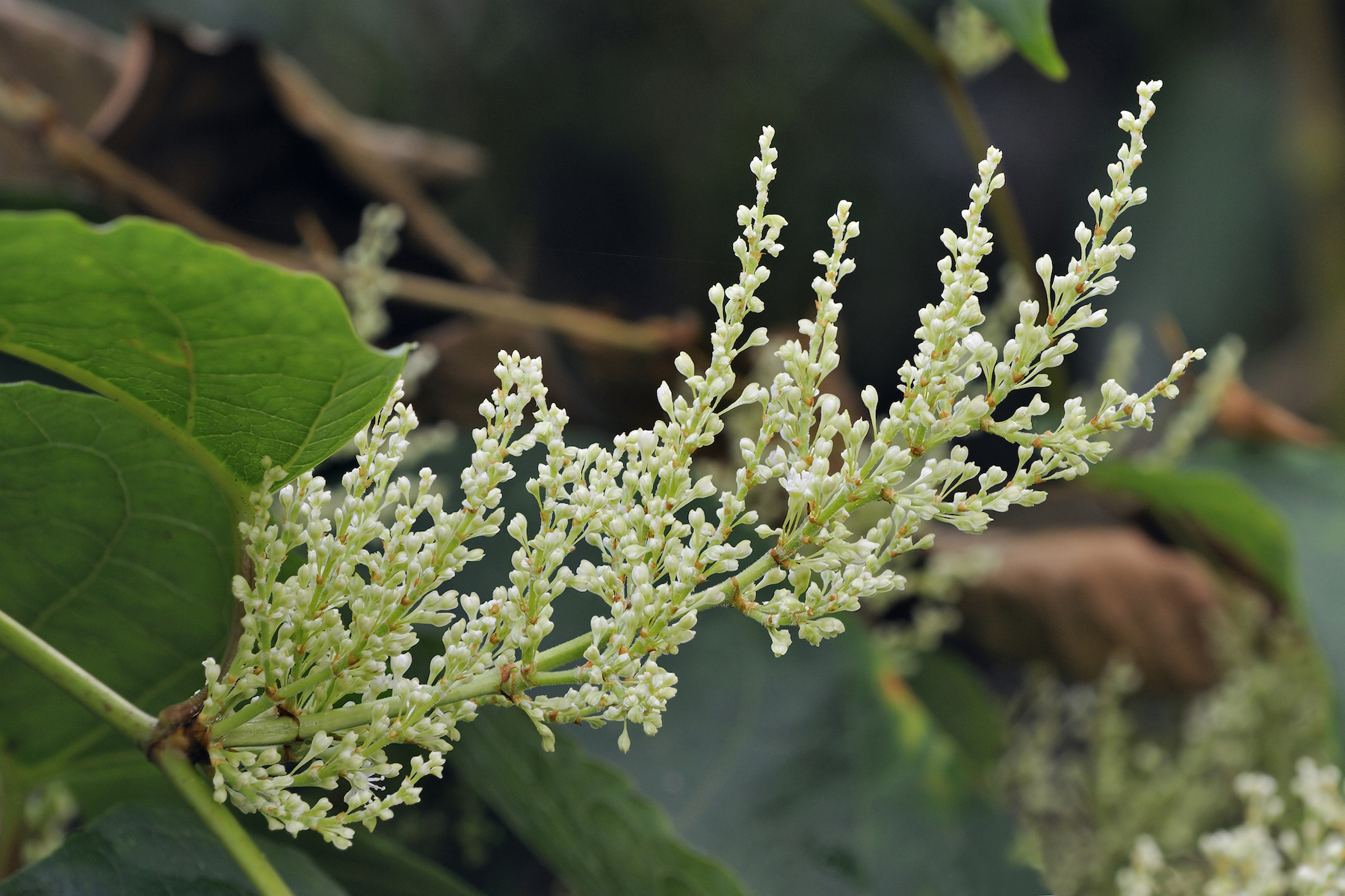 One of the world’s most invasive species cannot be killed
