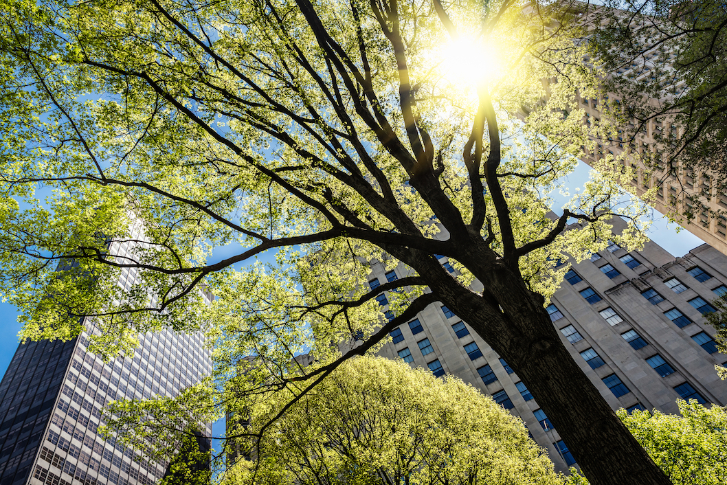36 million urban trees vanishing every year in the United States