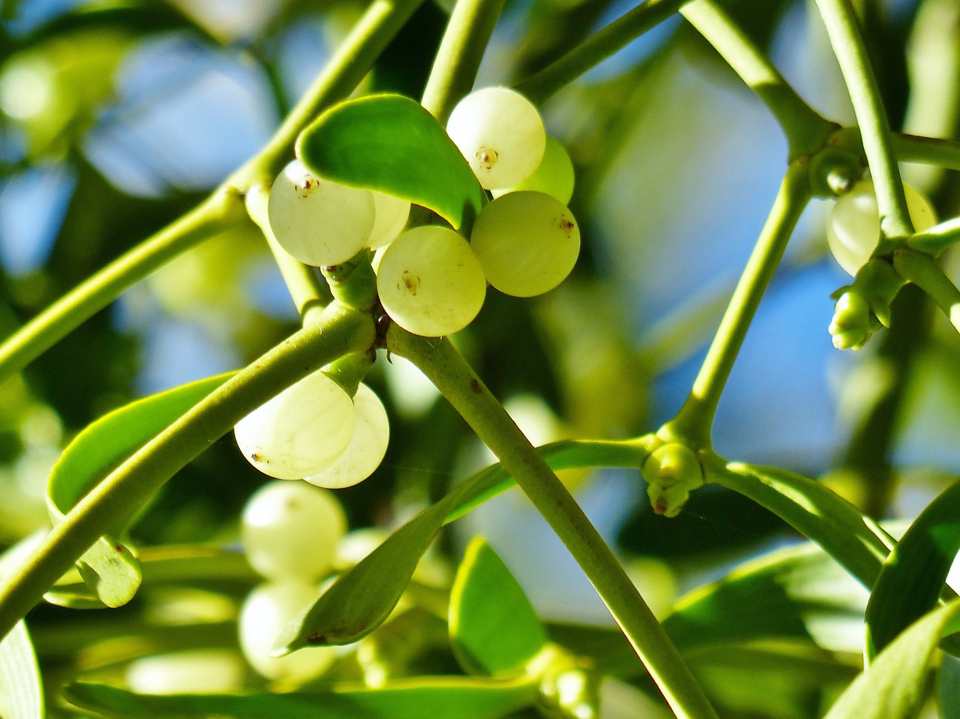 Mistletoe has lost most of its respiratory ability