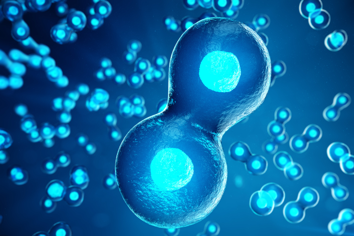 Embryo developed by scientists using no egg or sperm