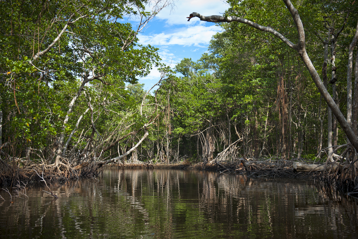 Florida’s mangroves may soon be underwater from rising sea level