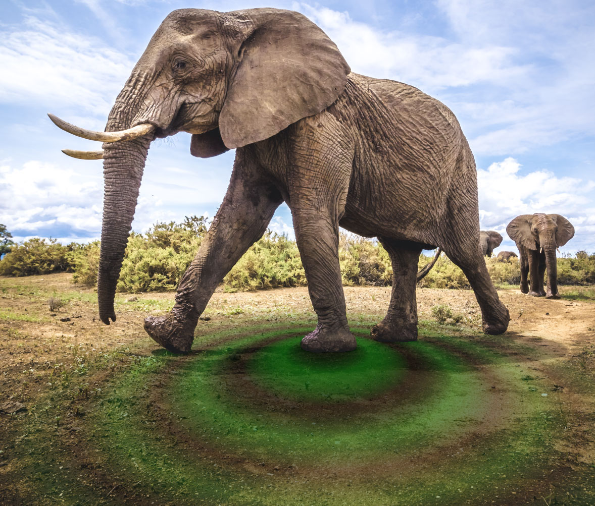 Monitoring ground vibrations to help save elephants from poachers