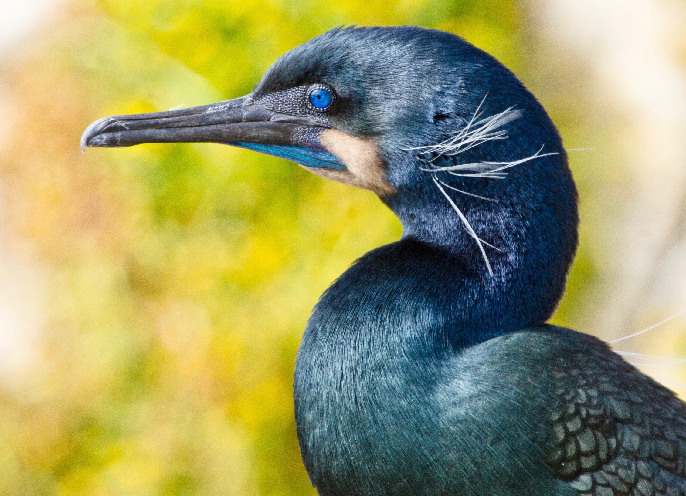 More frequent El Niños would actually benefit some seabirds