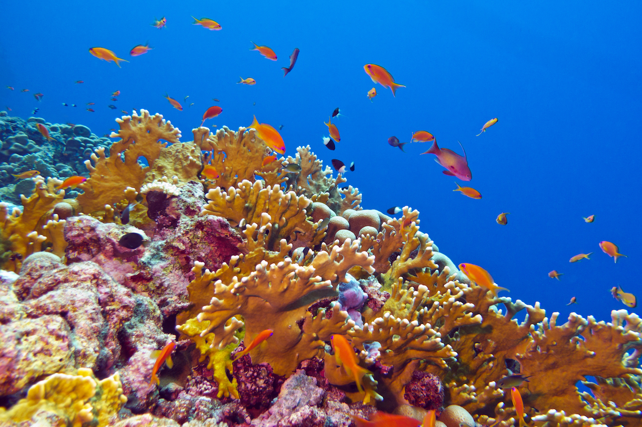 Marine protected areas help coral reefs survive climate change