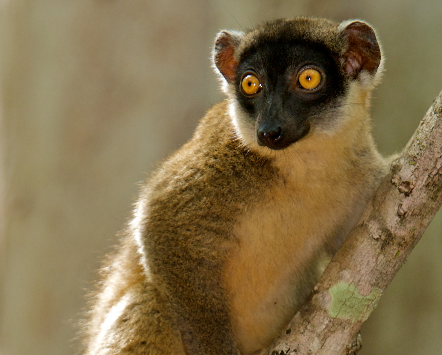 Lemur populations threatened by increasing forest fragmentation