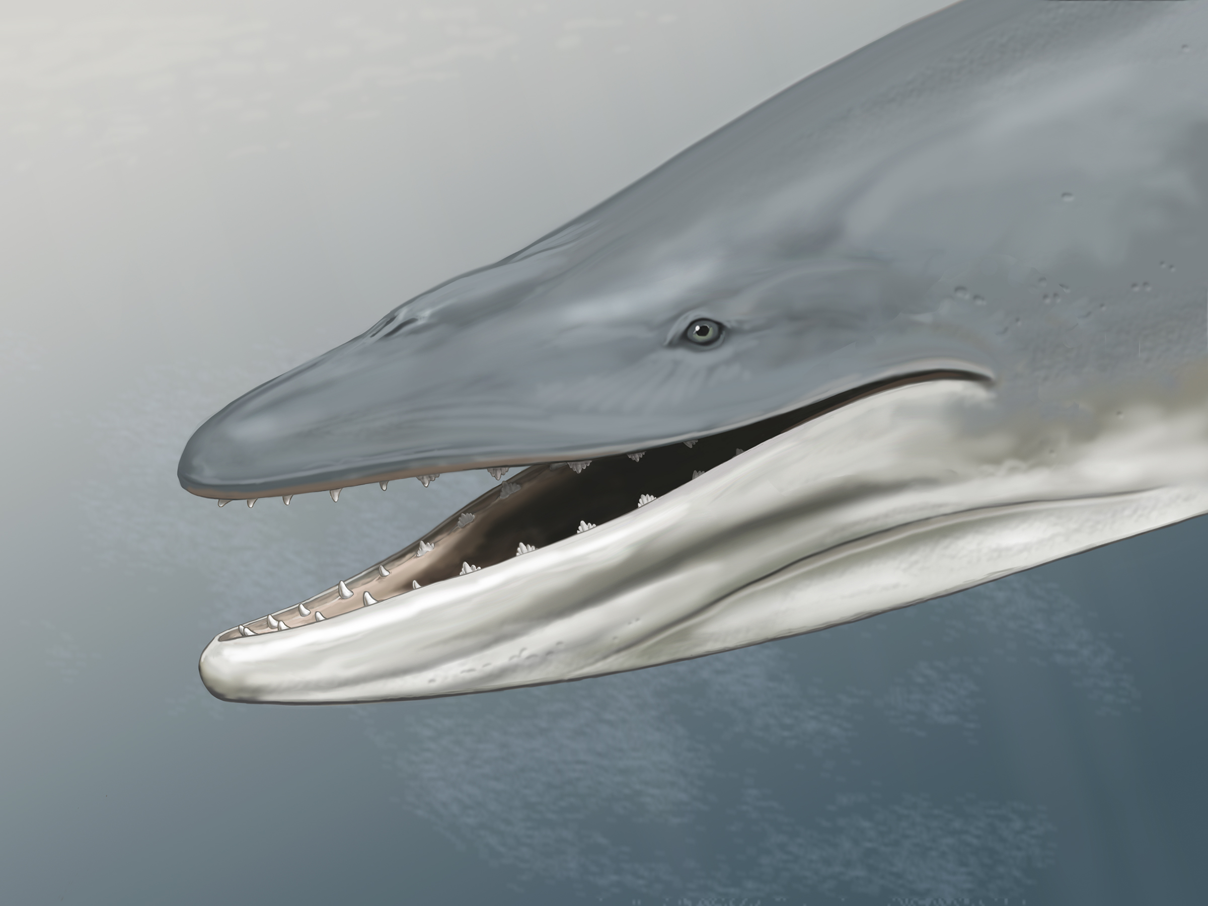Second oldest known baleen whale actually had teeth