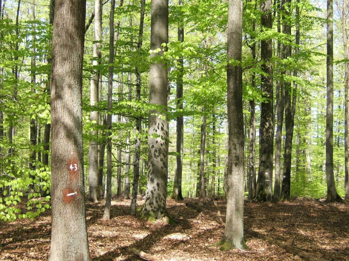 Mixed forests are more economically and ecologically valuable