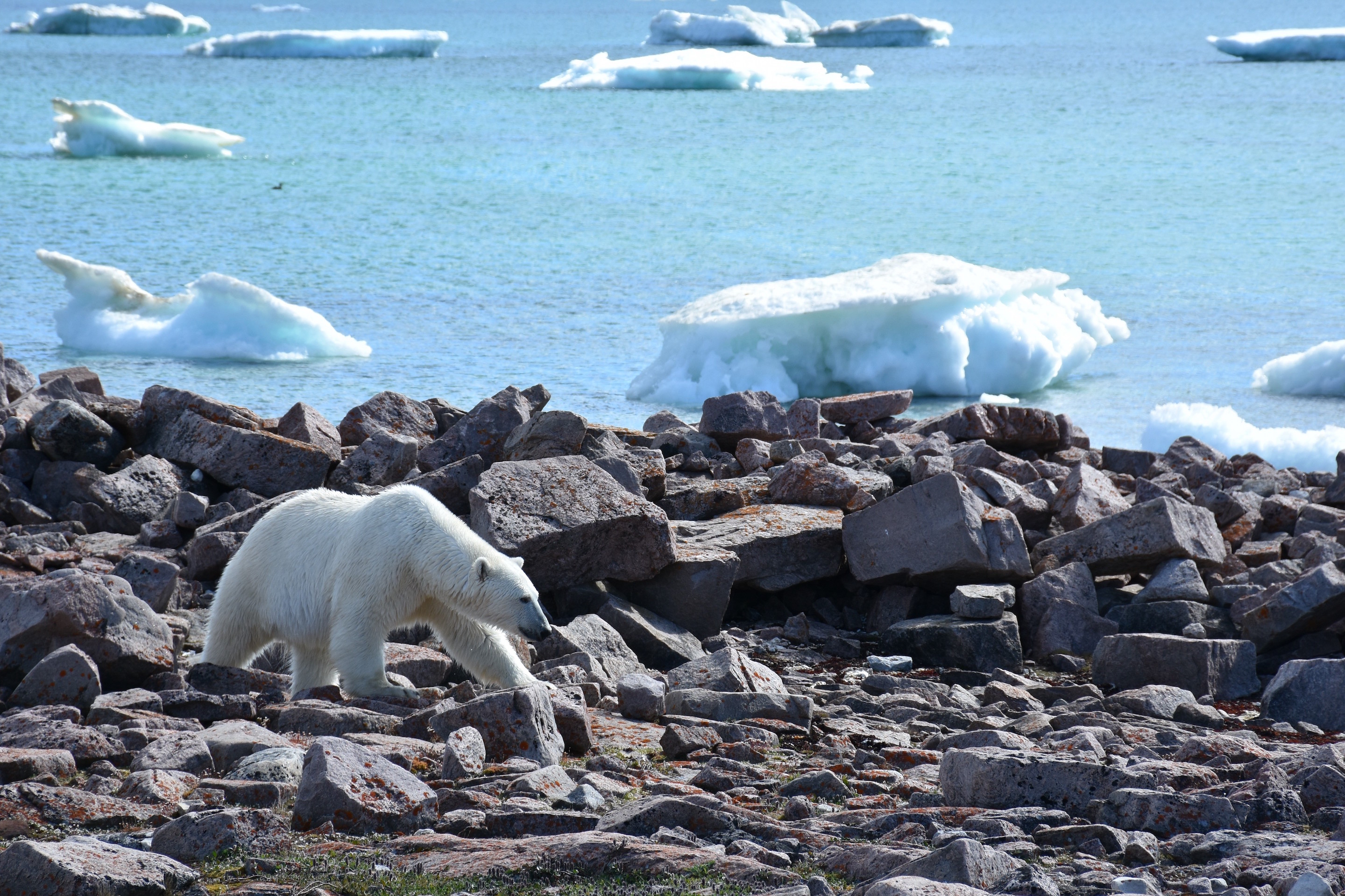 Location is crucial to wildlife management and conservation