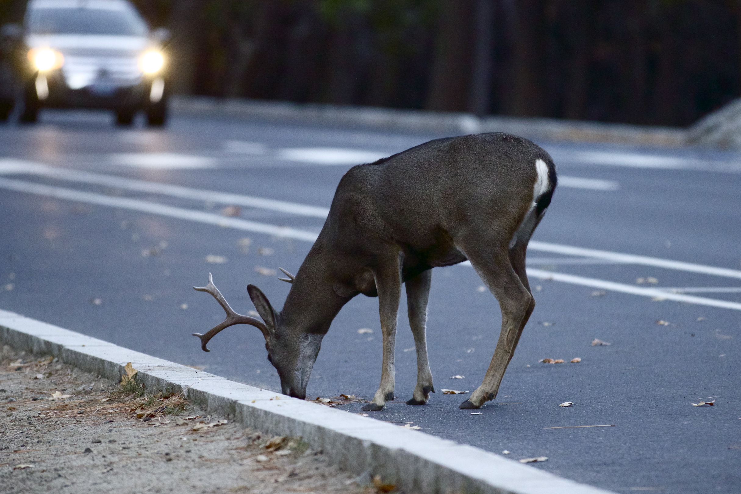 Amount of animals killed on roads is heavily underestimated
