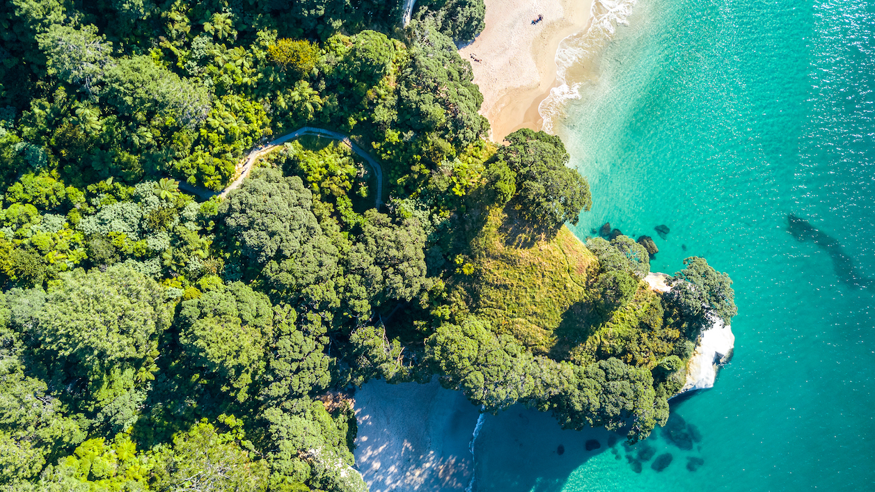 Forests are expanding across the globe in prosperous nations