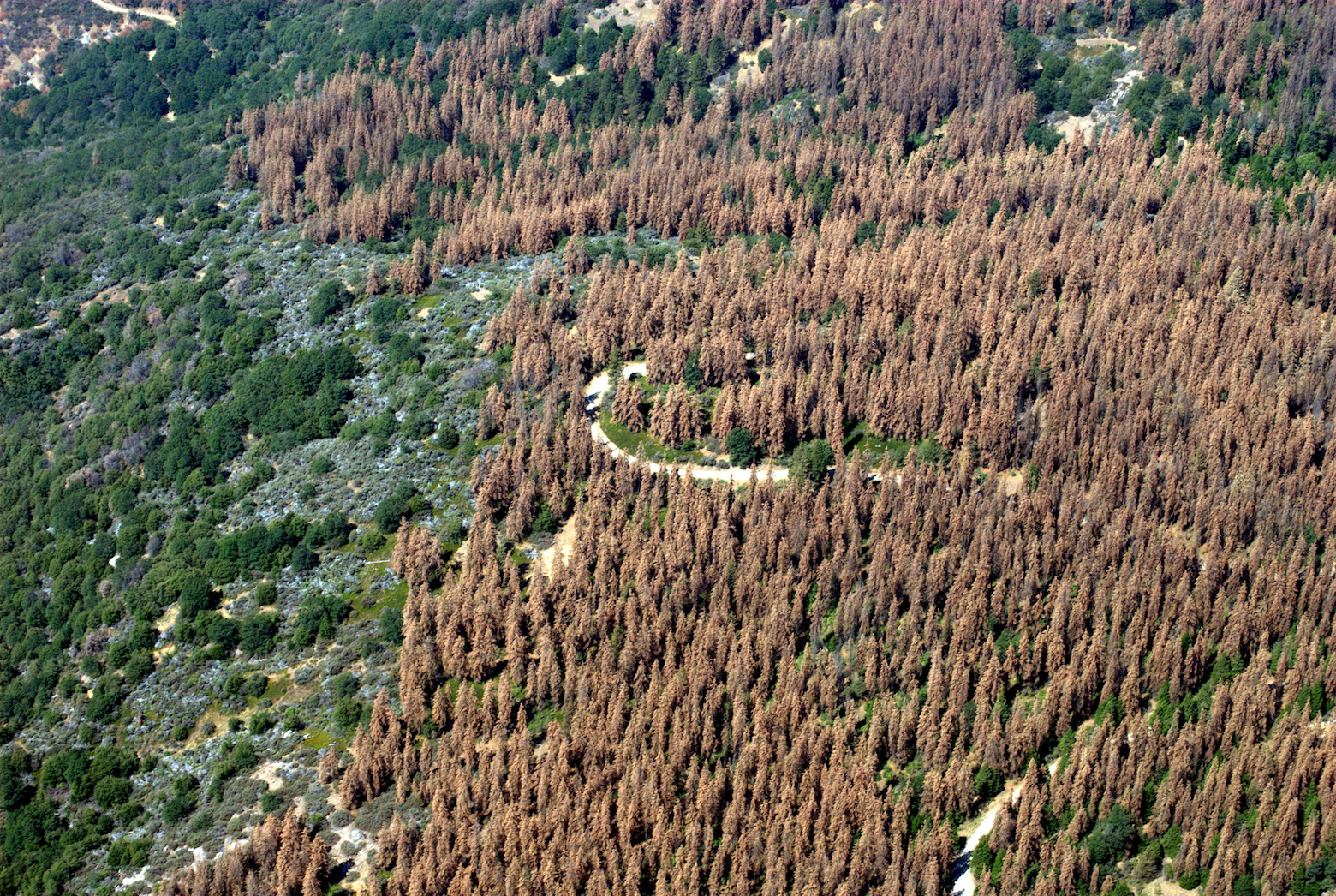 Forest loss in the western US threatens trees across the country