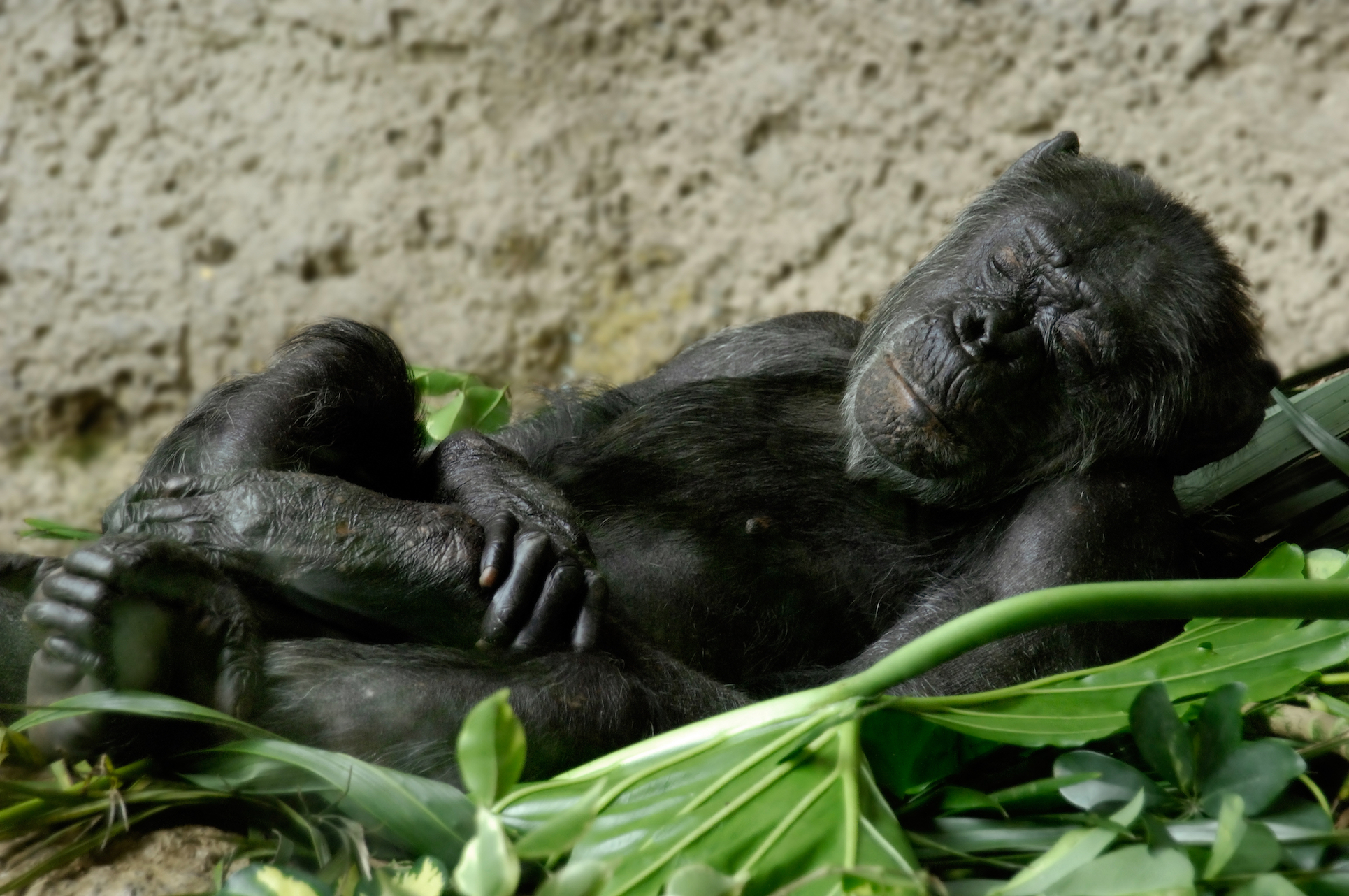 Chimpanzees have surprisingly clean beds compared to humans
