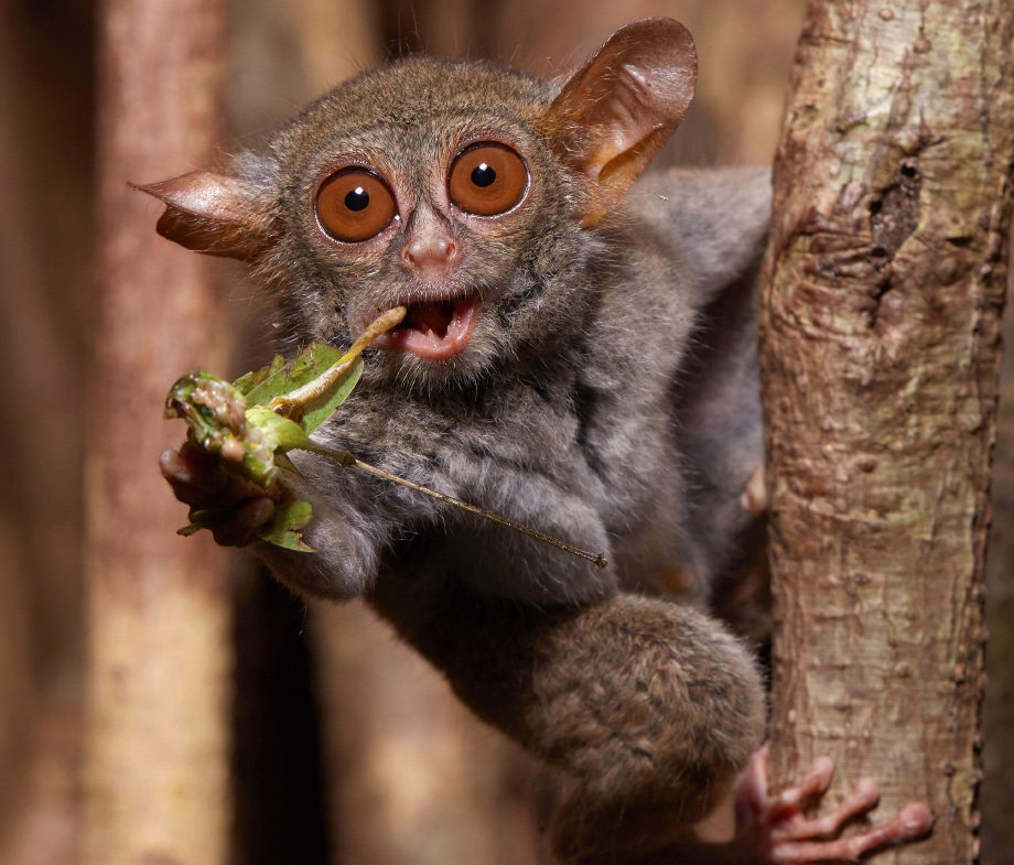 Early mammals ate insects until the dinosaurs died off