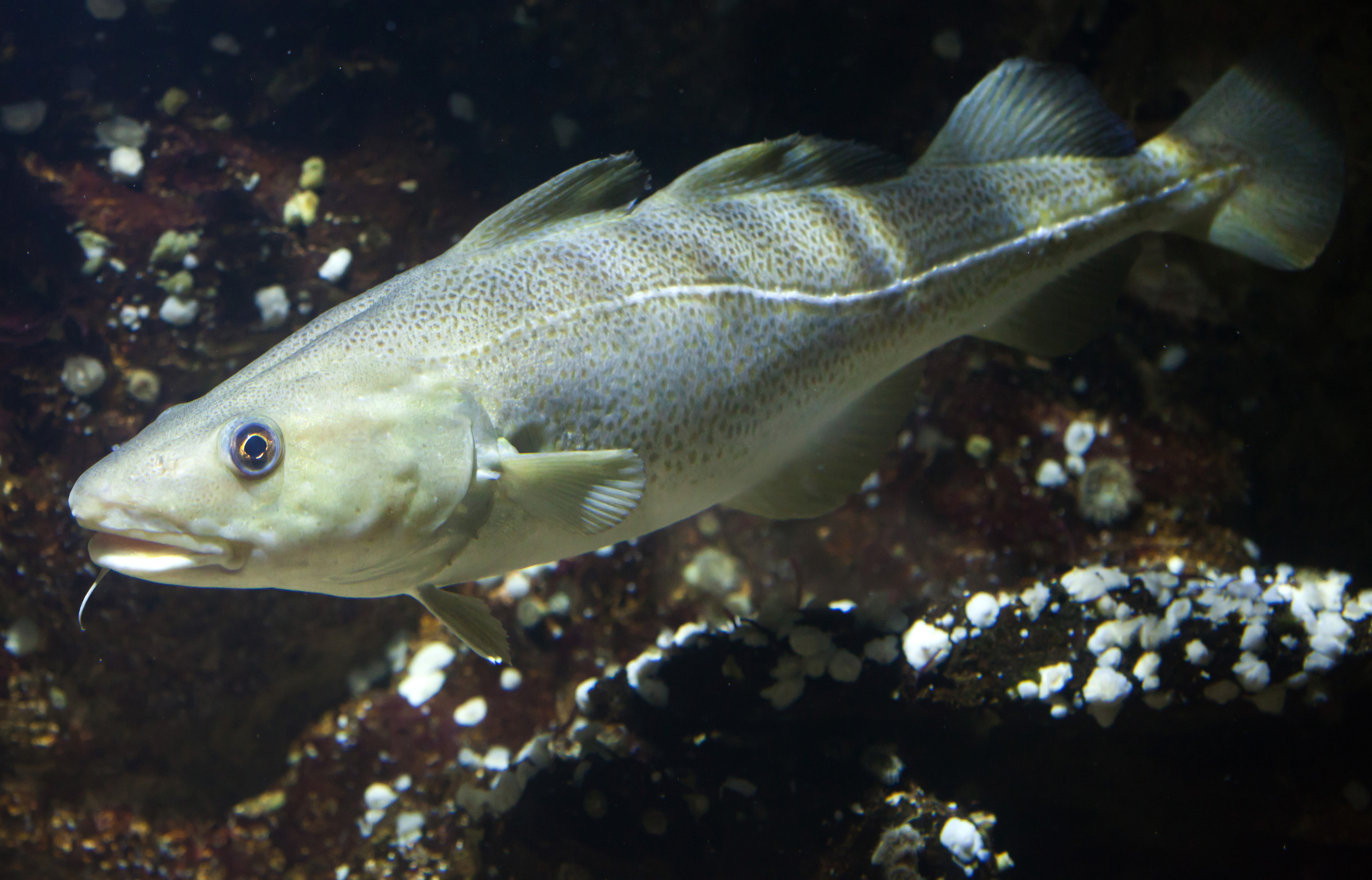 Climate change will force fish north and strain fishing business