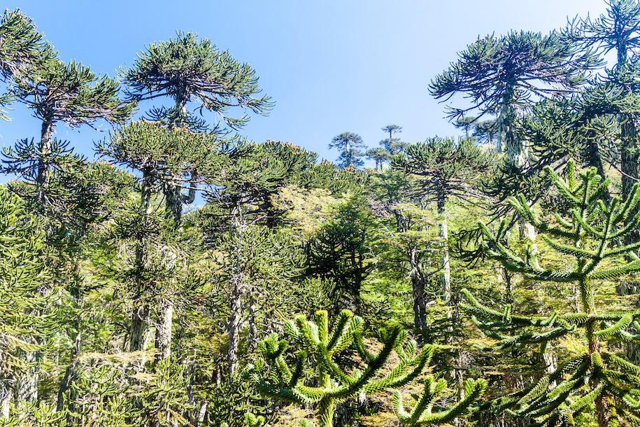 Endangered South American forests were planted by ancient people