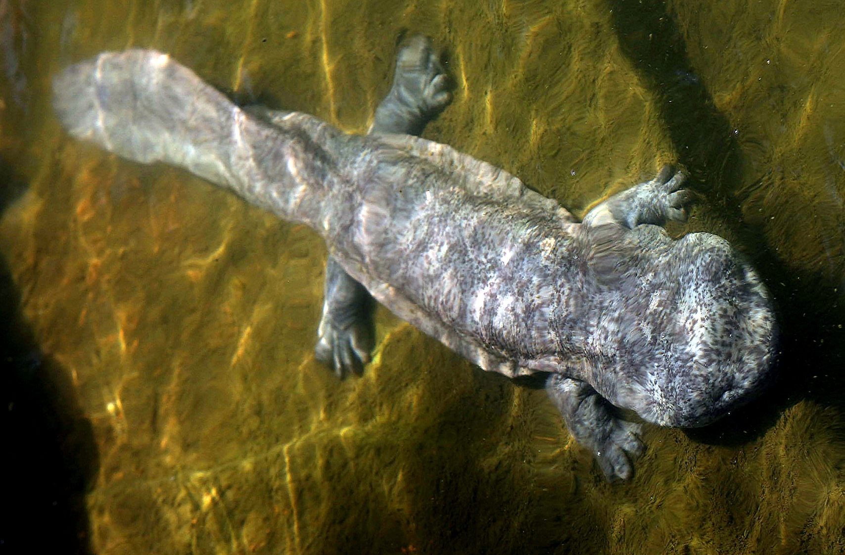 Chinese giant salamanders are 5 different endangered species