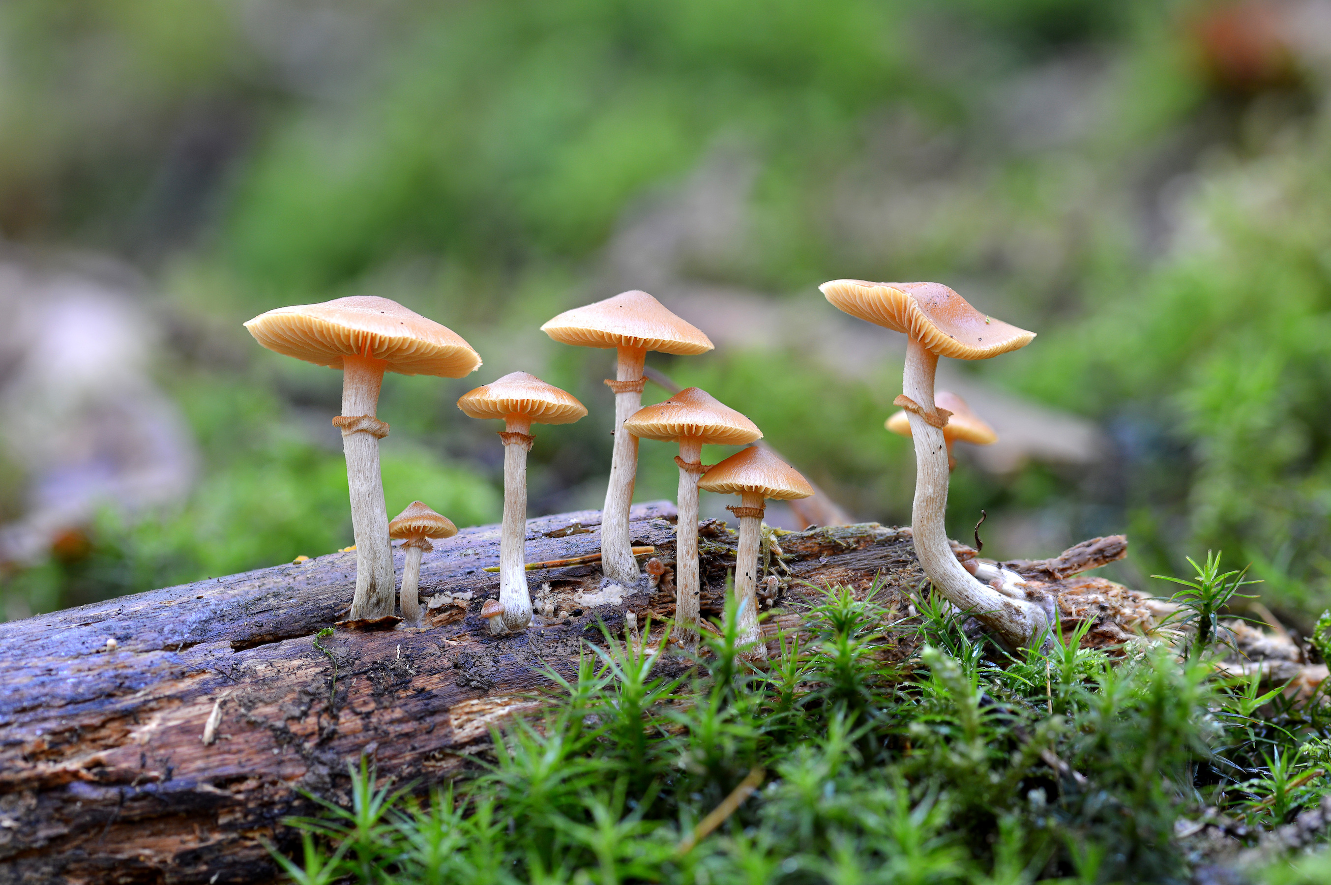 Magic mushrooms help people with depression process emotions