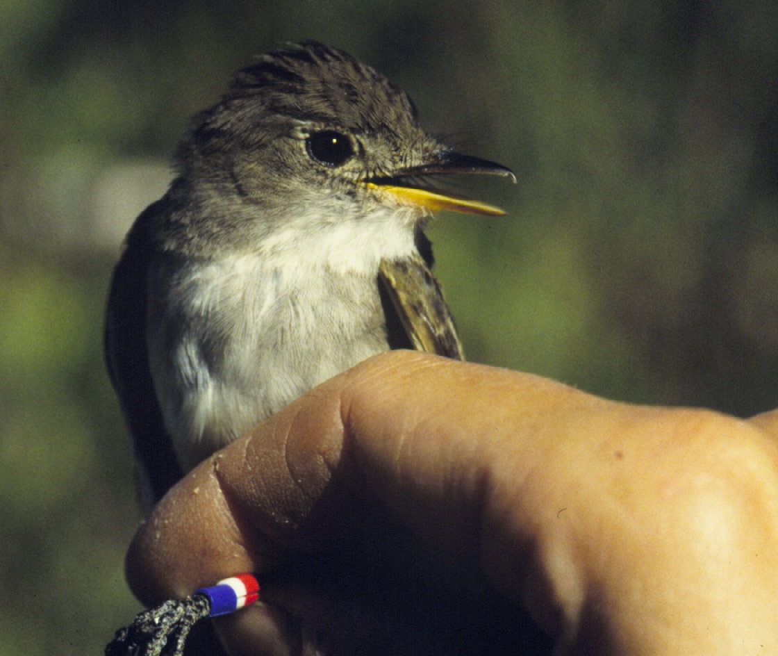 Birds wait to reproduce in harsh environmental conditions