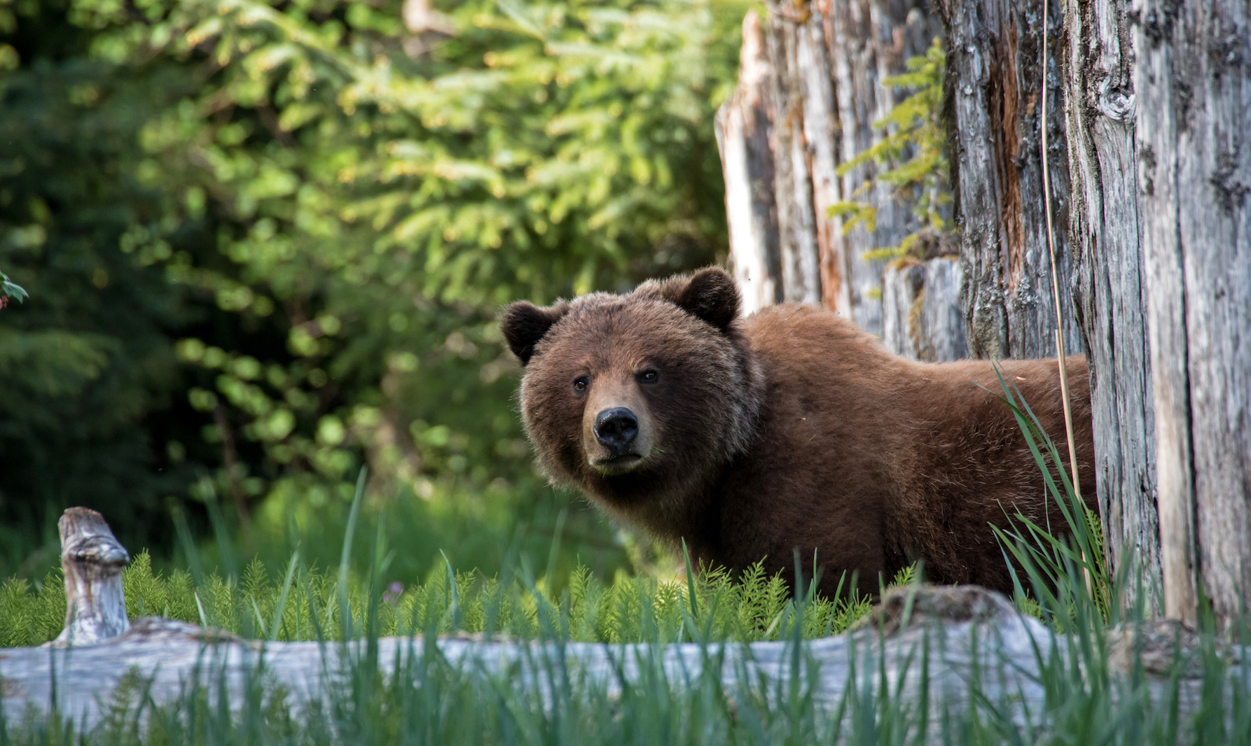 Trump admin to lift restrictions on hunting bears and wolves