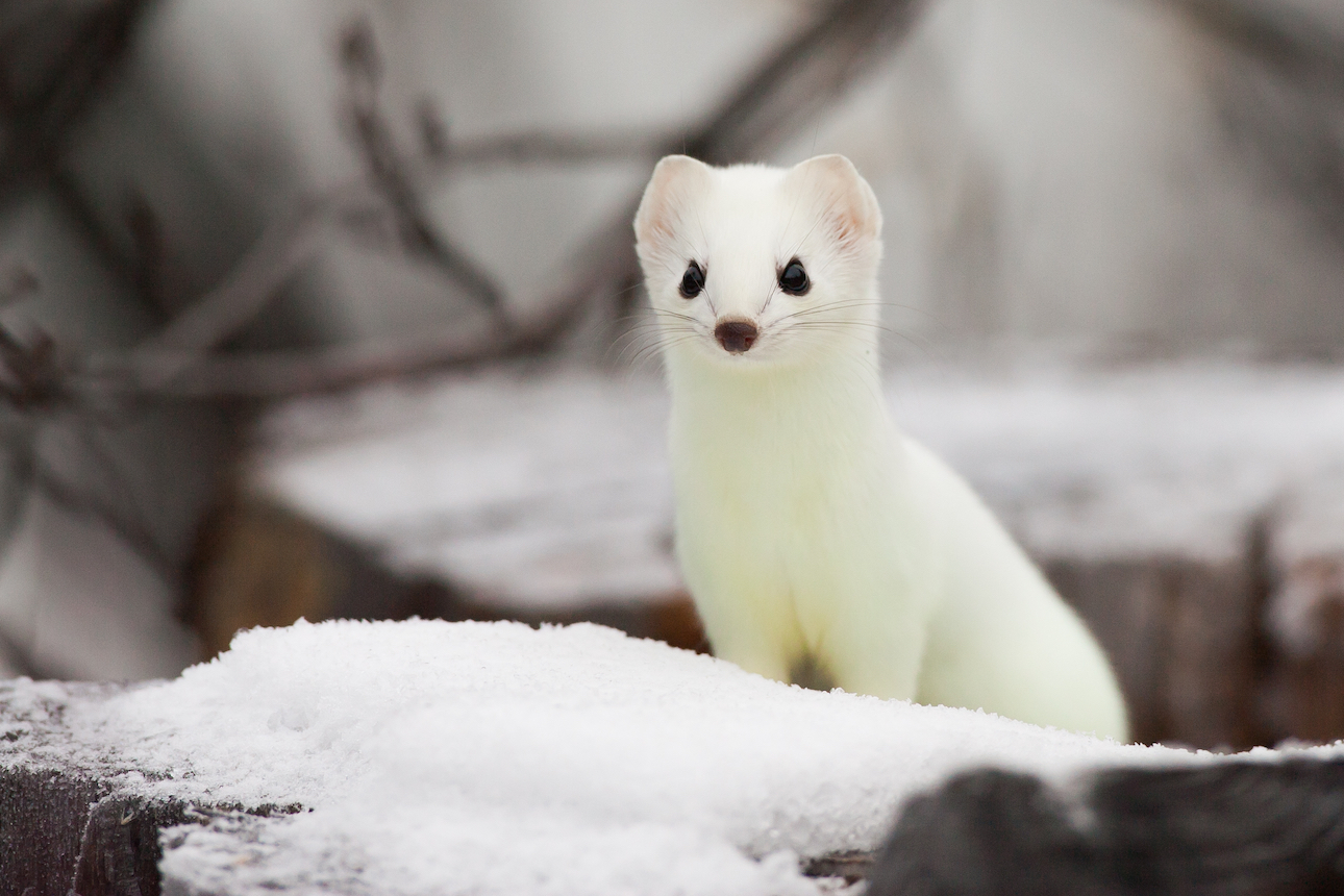 Declining snow cover threatens survival of white-furred animals