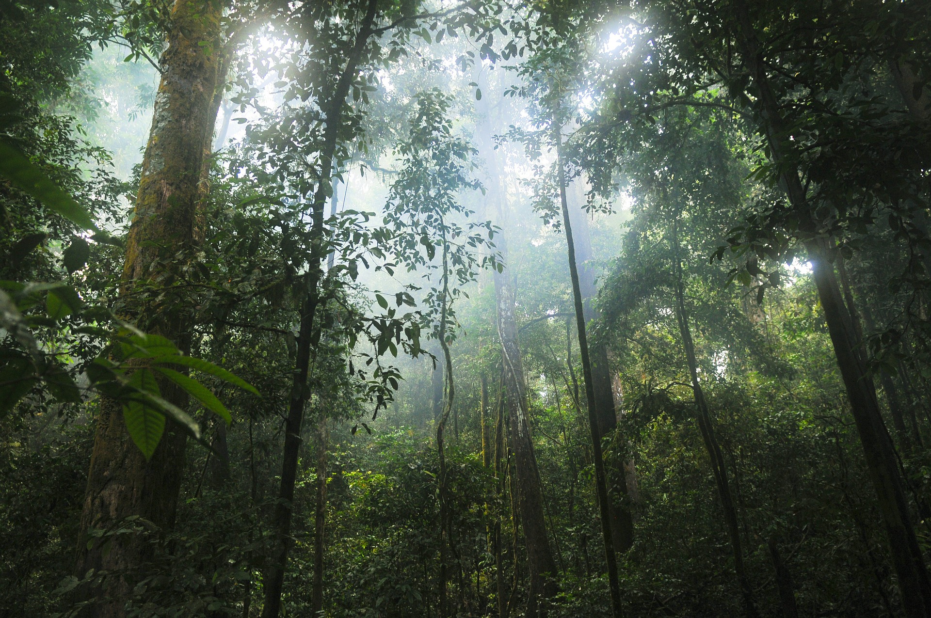 Taller, older Amazon rainforests are more durable through drought