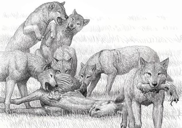 Ancient dogs had a bite so strong that it could crush bones