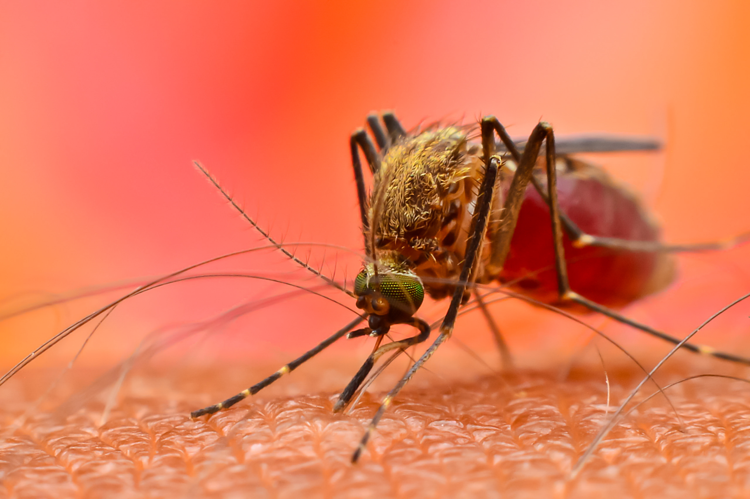 Slowing global warming can prevent millions of dengue fever cases