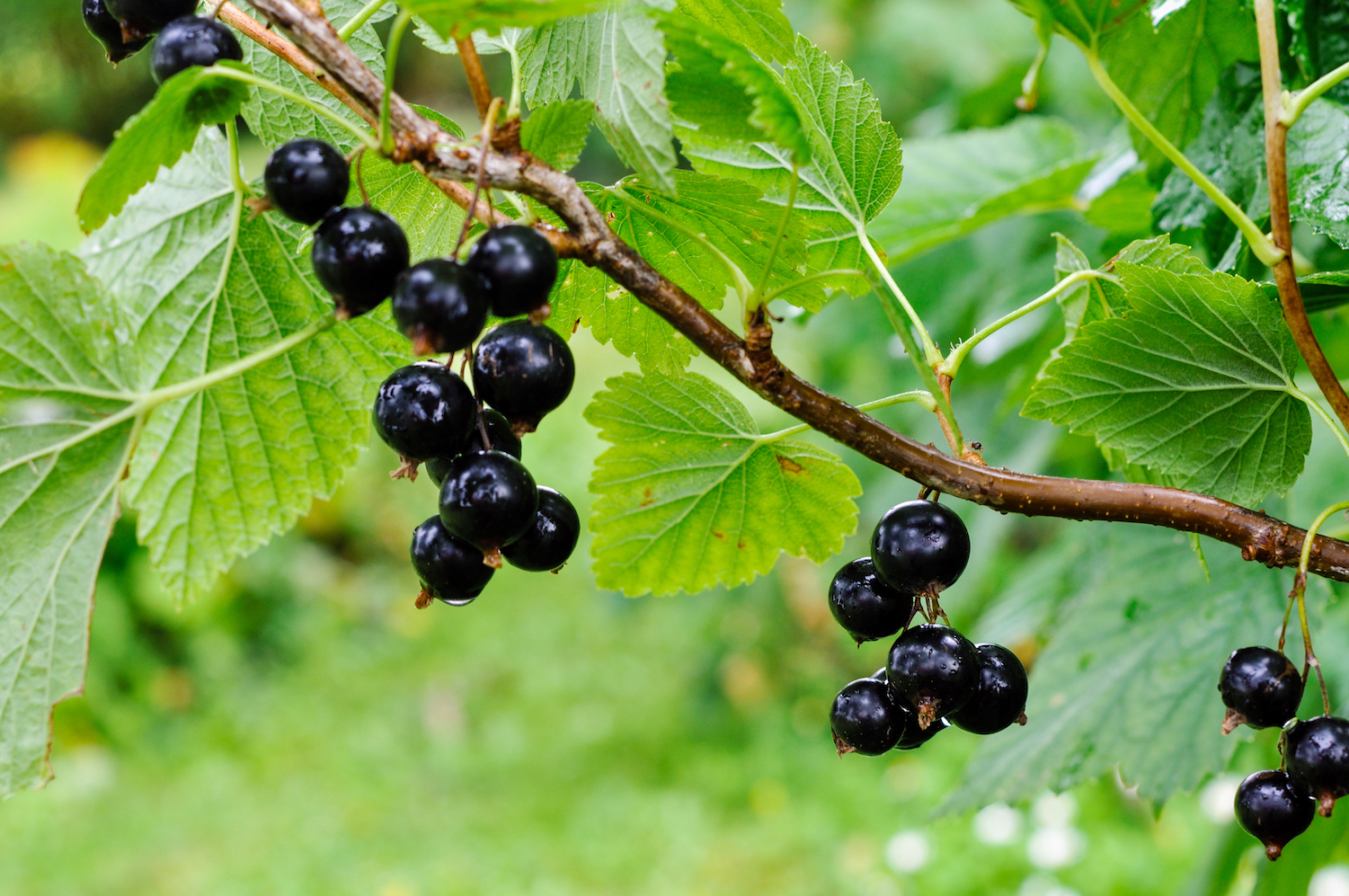 A new safe and sustainable hair dye developed from blackcurrants