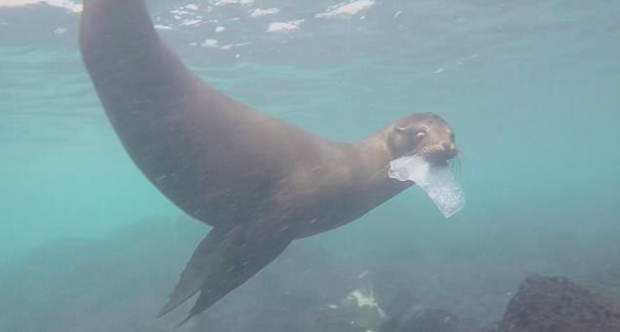 Plastic pollution hits Galapagos Islands despite protected status