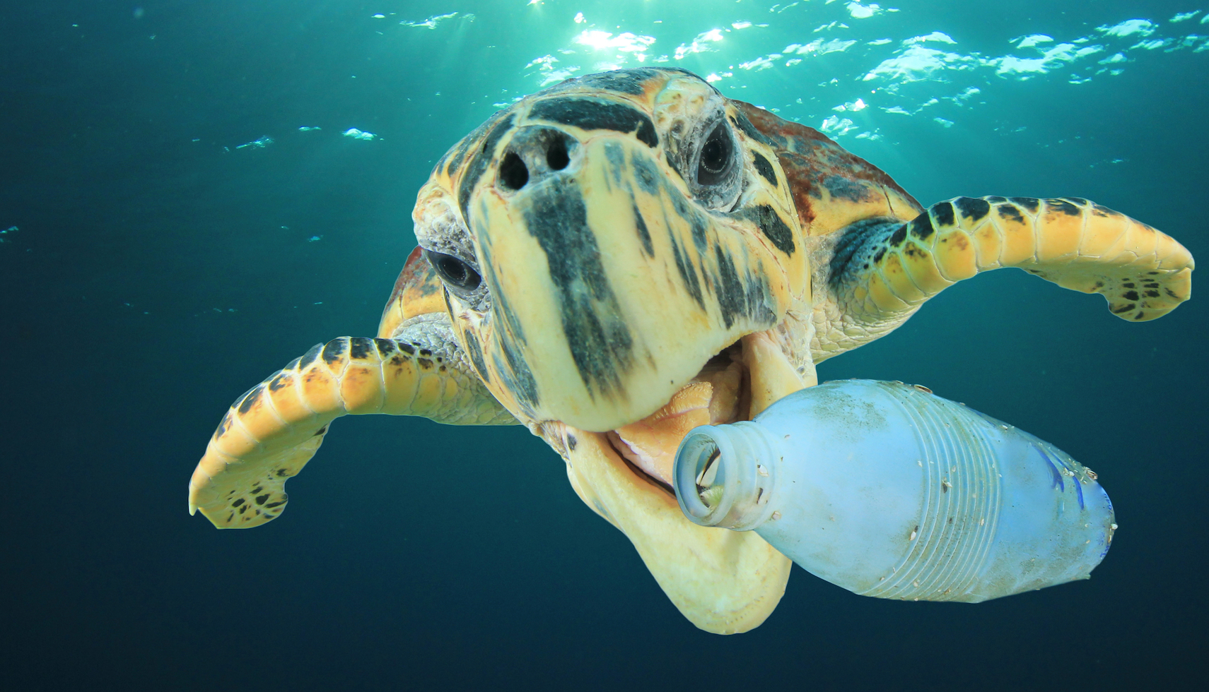 European Union has moved to ban certain single-use plastics