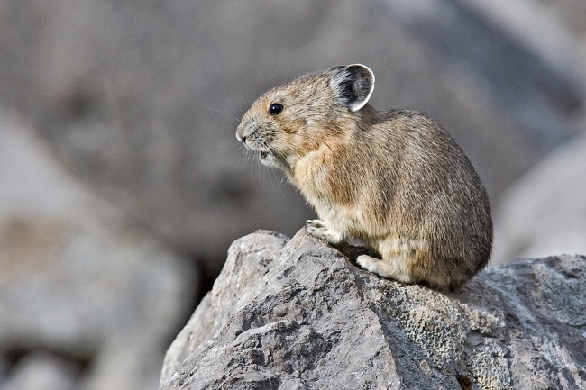 American pikas are adapting surprisingly well to climate change