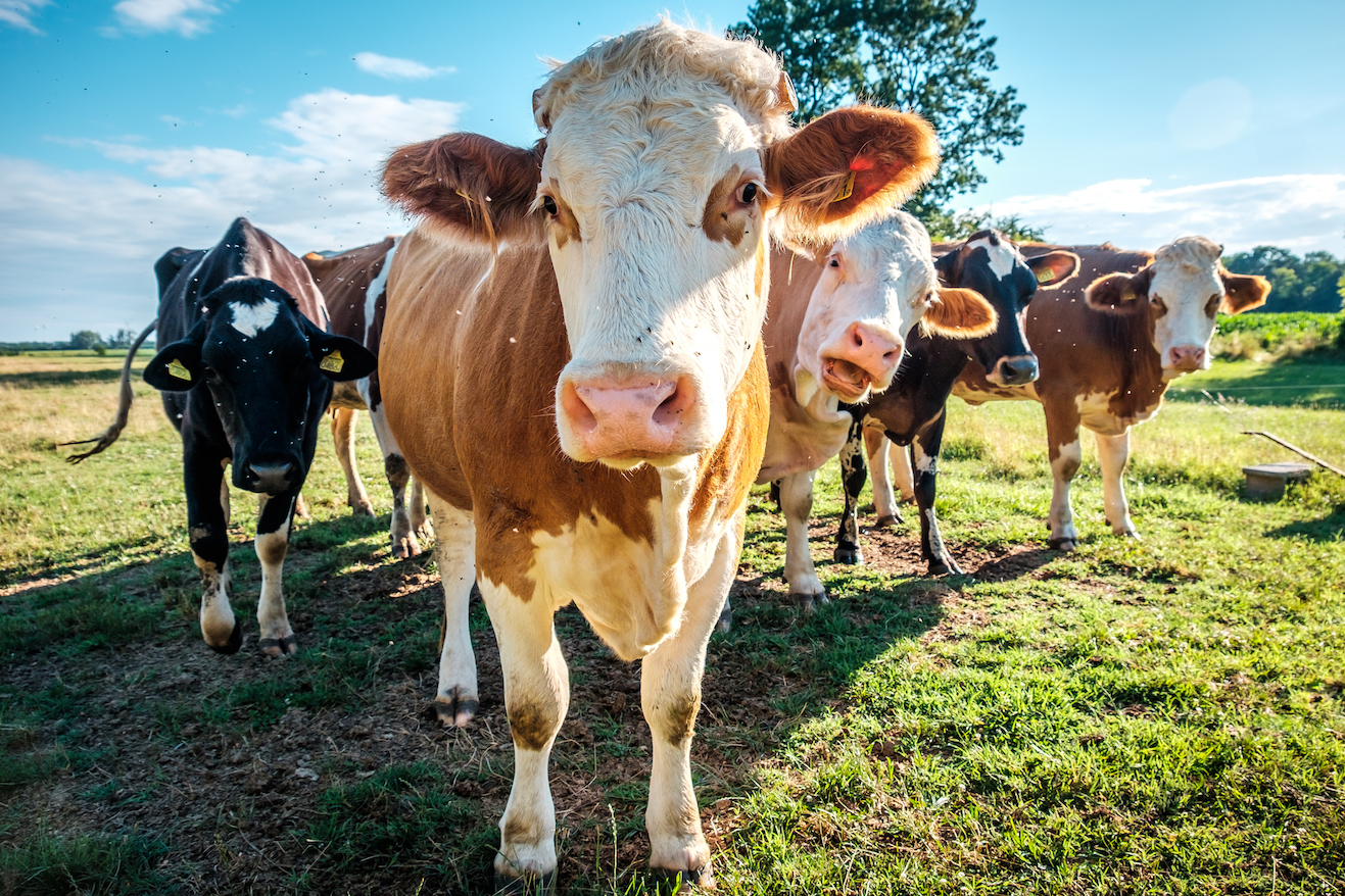 Production of the same foods impacts the Earth in different ways
