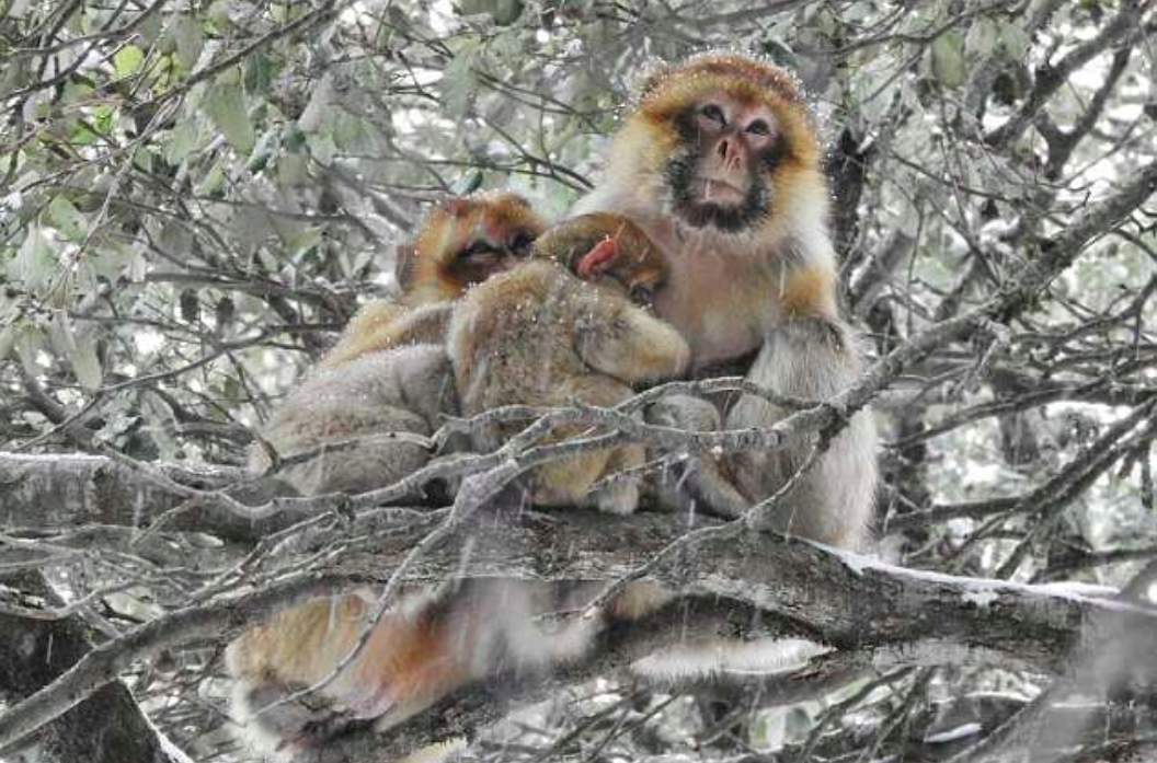 Monkeys with more friends have better health and survival odds