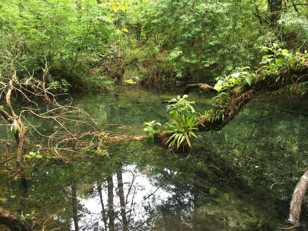The tropical beauty of El Cielo Biosphere Reserve