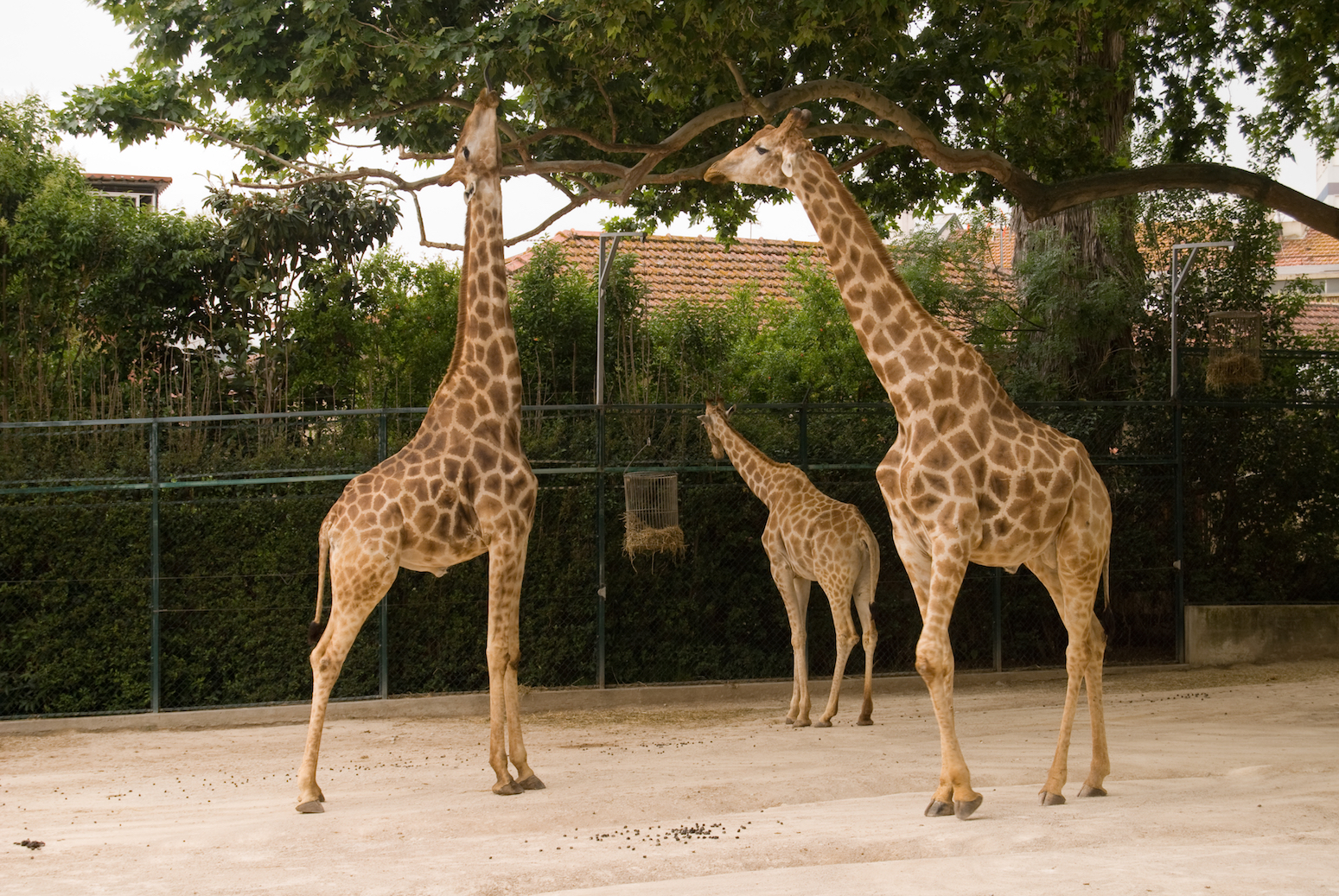 Giraffe death calls into question zoo conditions and regulations