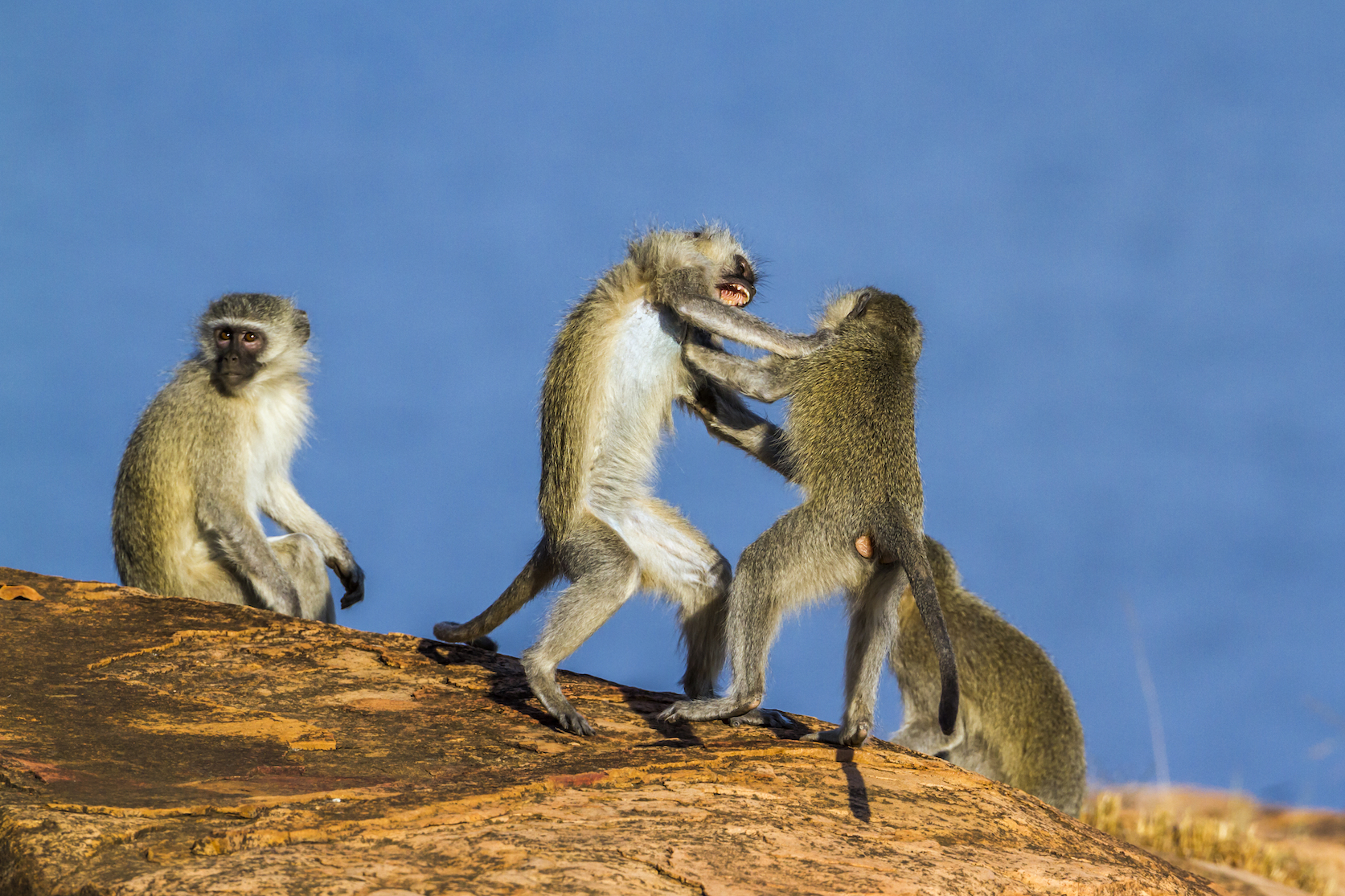 Male vervet monkeys attack their group members to break up fights
