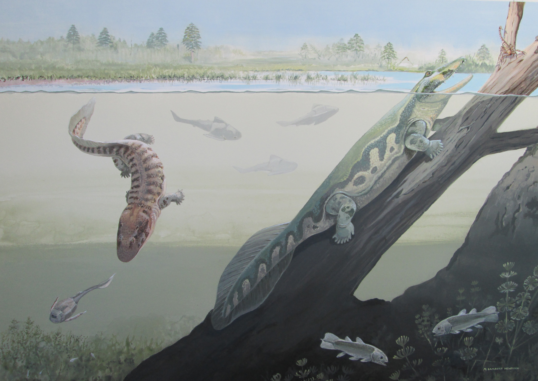 Fossil reveals early tetrapods lived within the Antarctic Circle