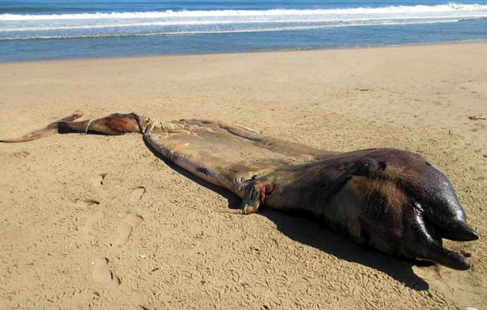 Scientists solve mystery of beached whale in Namibia