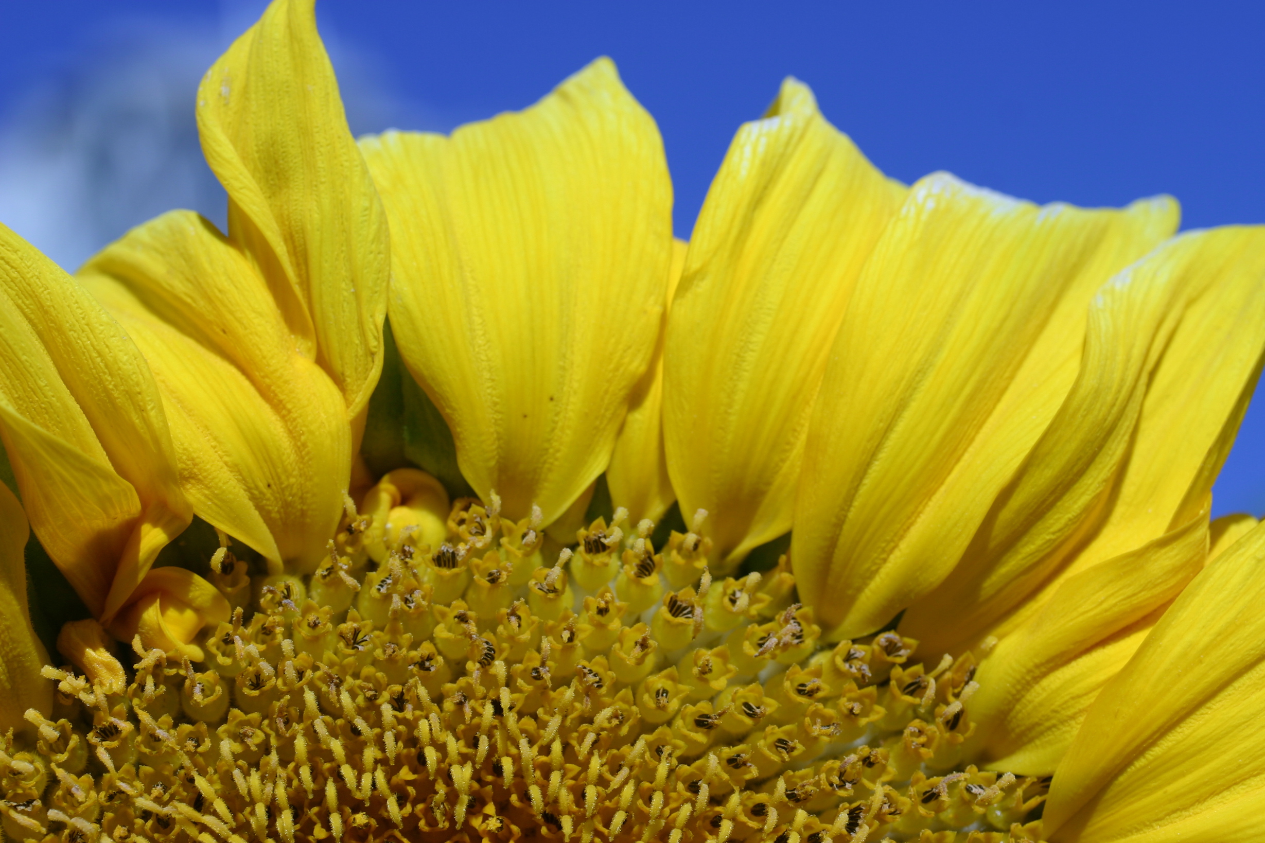 Evolution of sunflowers was fast-tracked by changes in their RNA